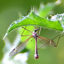 Cranefly, Tipula