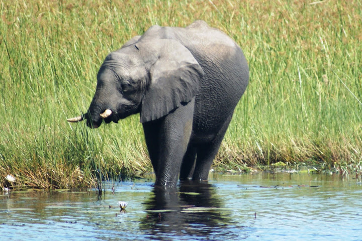 Trunkless Elephant in the Linyanti