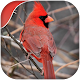 Download Cardinal Bird sounds 2018 For PC Windows and Mac 1.0