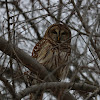 Barred Owl