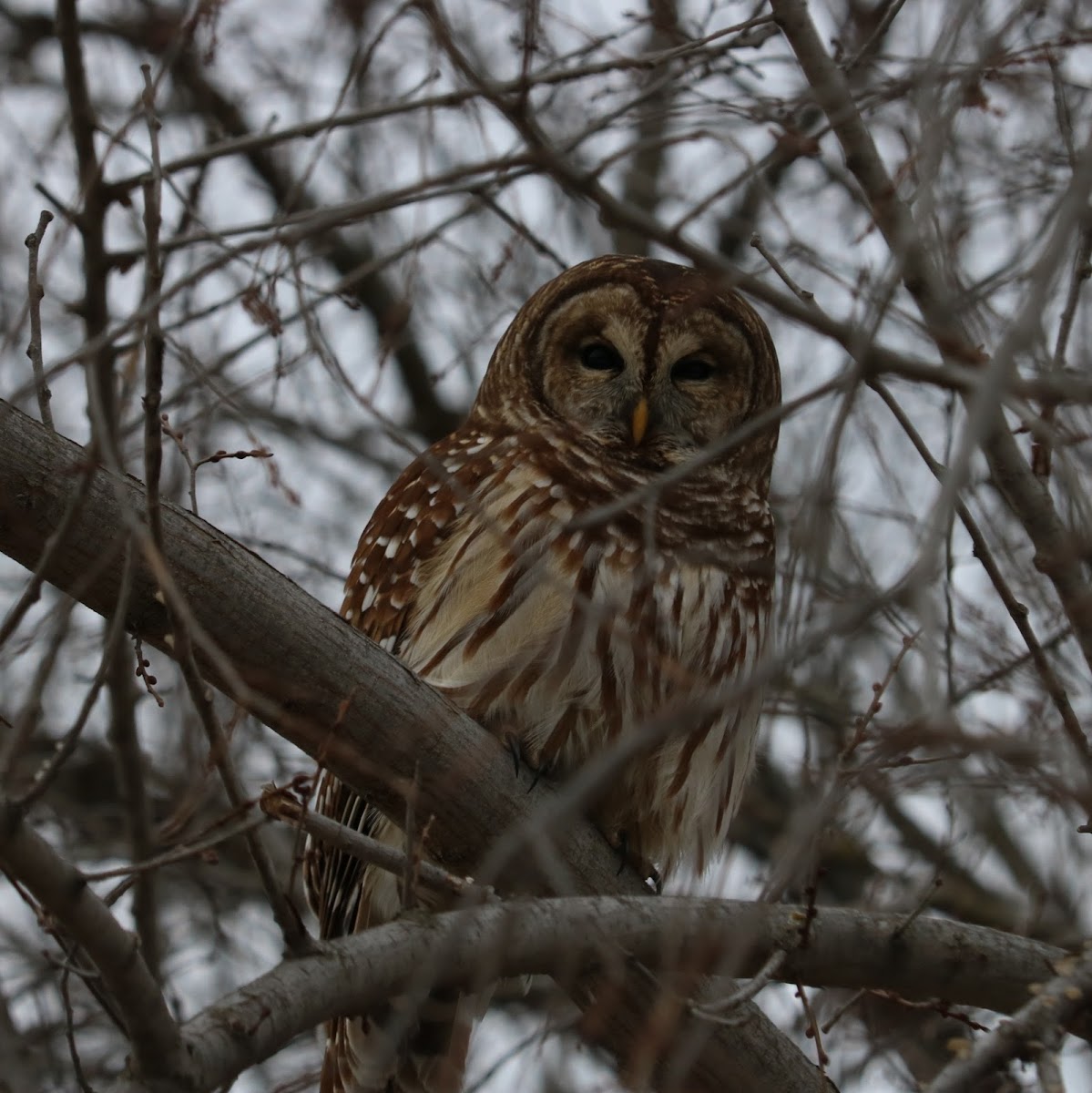 Barred Owl