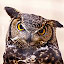 Owl - New Tab in HD