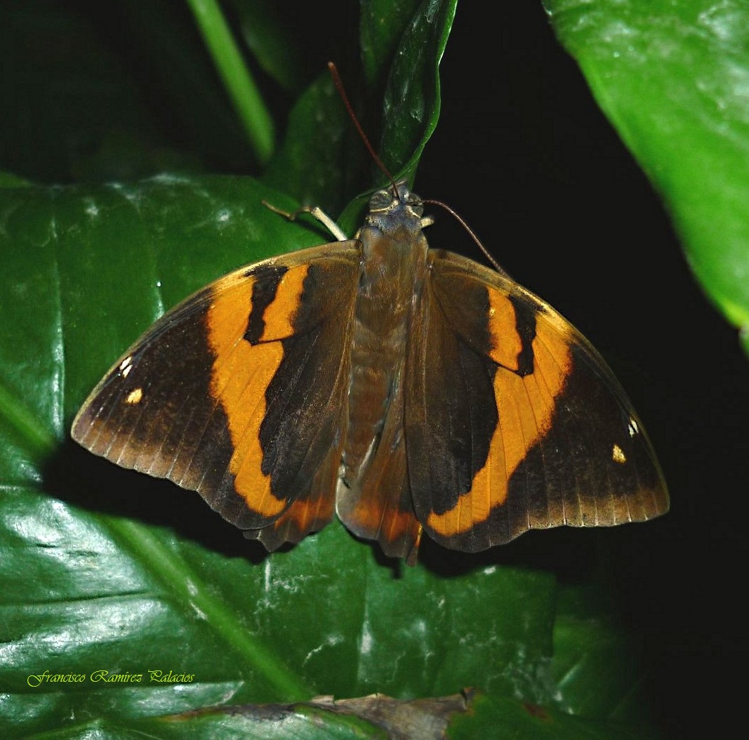 Split-banded Owl-Butterfly