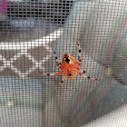 Pumpkin Spider