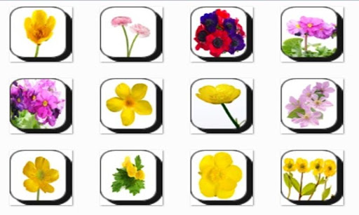 Buttercup Flowers Onet Game