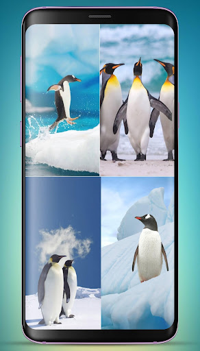 Penguin Wallpaper HD