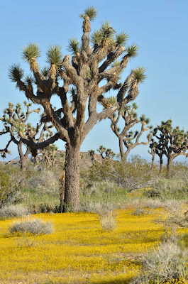 jtree with goldfields