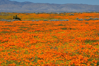 lots of poppies