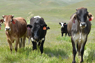 cows