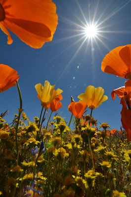more sunbursts