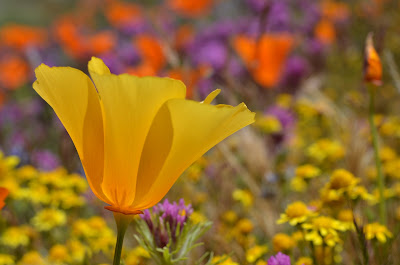 another lovely yellow