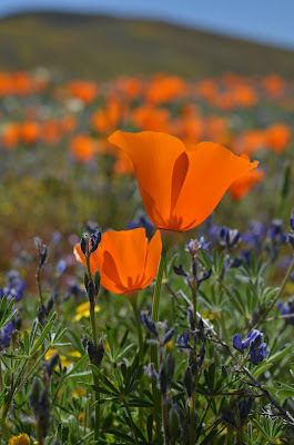 2 poppies with lupine
