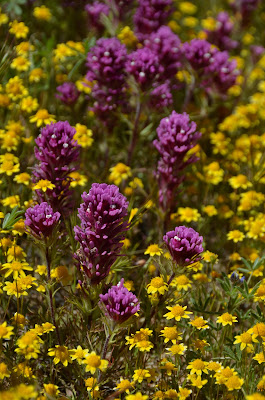 owls clover and goldfields