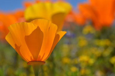 yellow and orange poppies