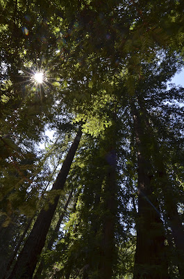 more redwoods