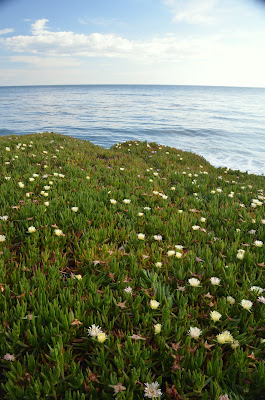 santa cruz coast