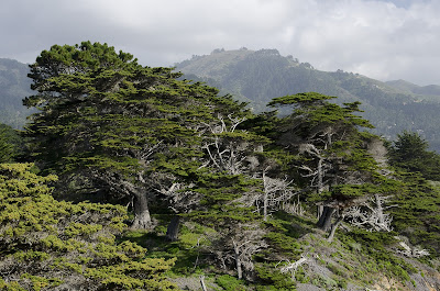 Montery - awesome trees at point lobos