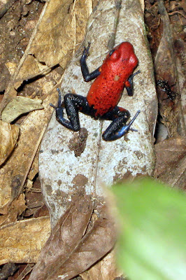 Animaux typiques du Costa Rica - worldtravellersfamily/fr