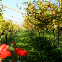 Rose d'autunno nei vigneti di 