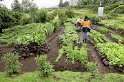 A keyhole garden in Lesotho that's built with local stone.