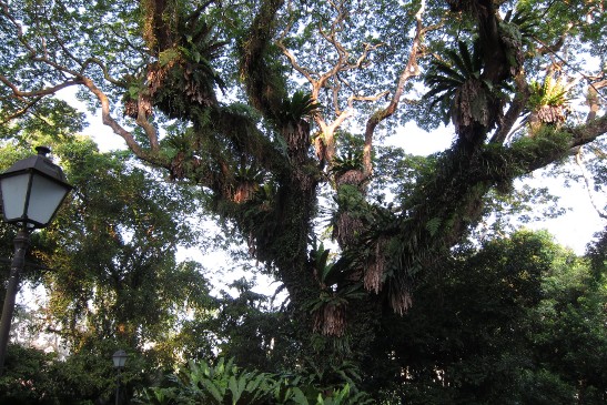 Heritage Tree