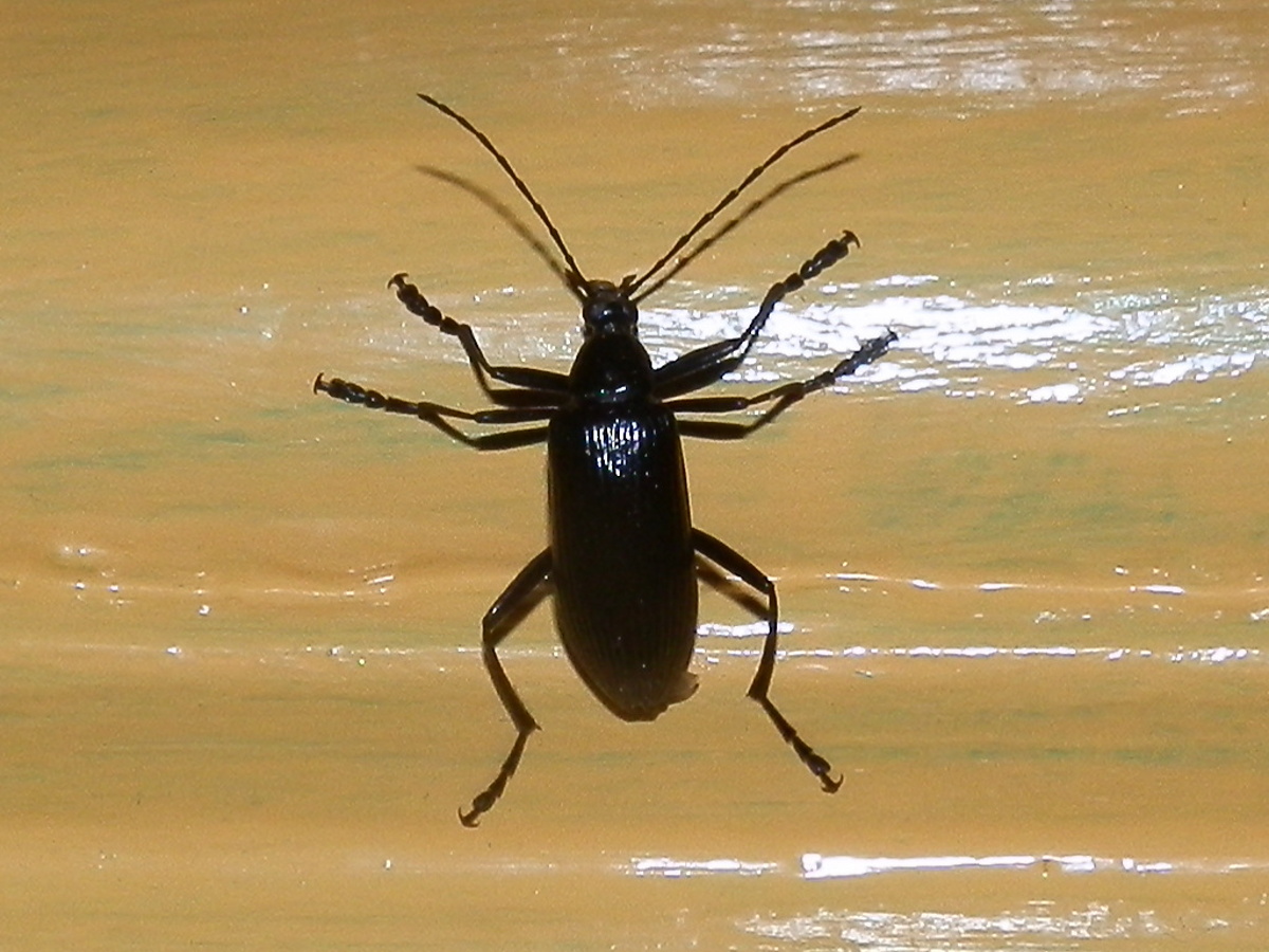 Black comb-clawed beetle