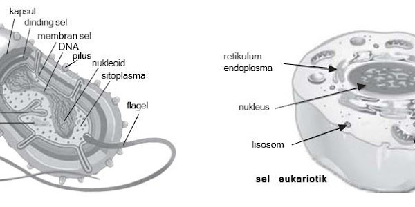Perbedaan prokariotik dengan eukariotik