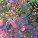 Barberry Bush