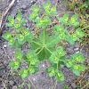 sun spurge