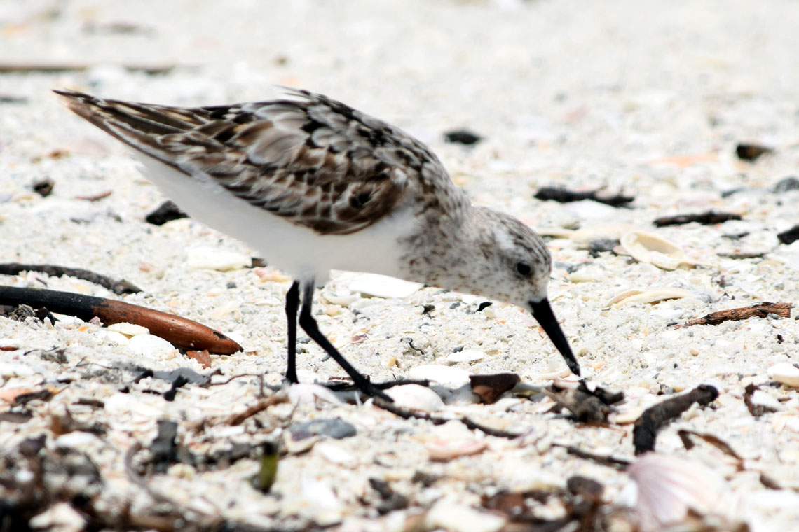 Sanderling