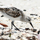 Sanderling