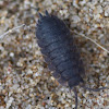 Rough Woodlouse