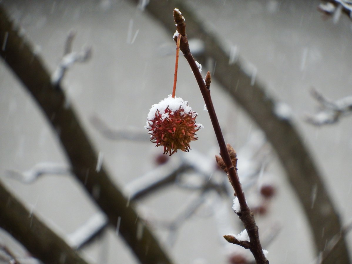 La prima neve di ellevi