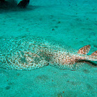 Marbled electric ray