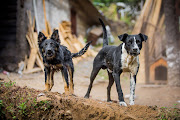 Canine rabies remains a veterinary and public health crisis on SA’s east coast, says the NICD.