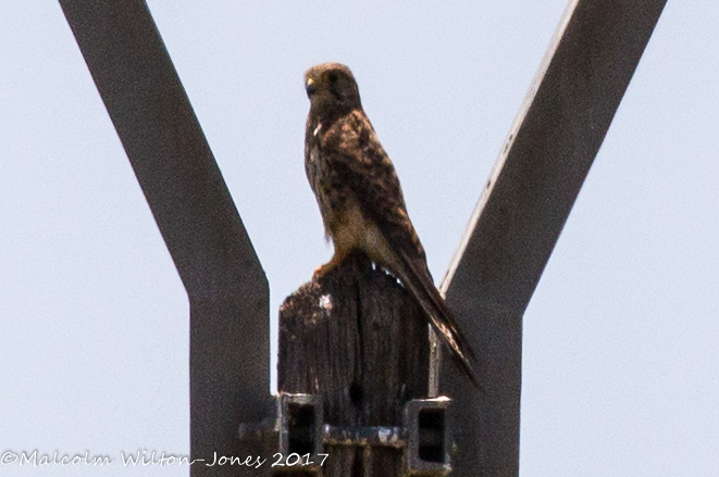 Kestrel; Cernícalo Real