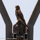 Kestrel; Cernícalo Real