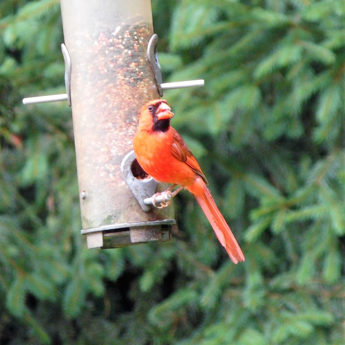 cardinal