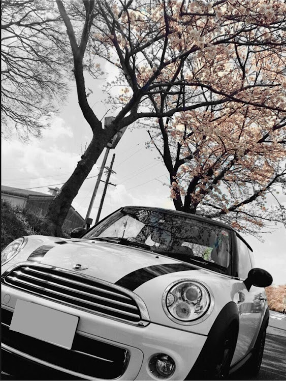 ミニの桜とコラボ・ミニクーパー・桜に関するカスタム事例の投稿画像1枚目