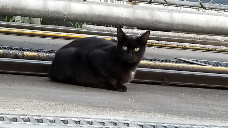 ワゴンRのチームローガン・洗車・猫好き・飯テロ・捕獲に関するカスタム事例の投稿画像2枚目