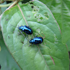 Metallic Flea Beetle