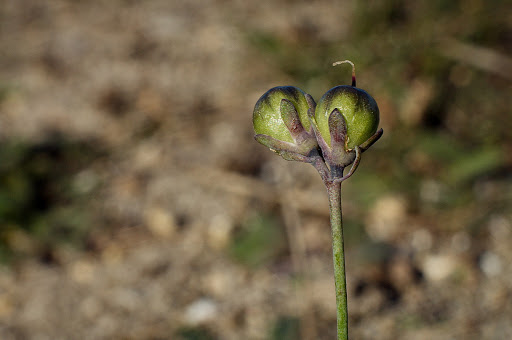 Linaria polygalifolia