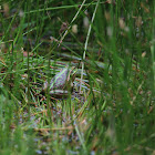 Southern Bell Frog