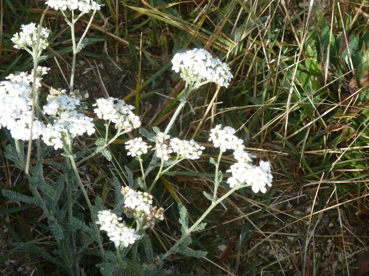 Yarrow