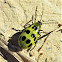 Spotted Cucumber Beetle