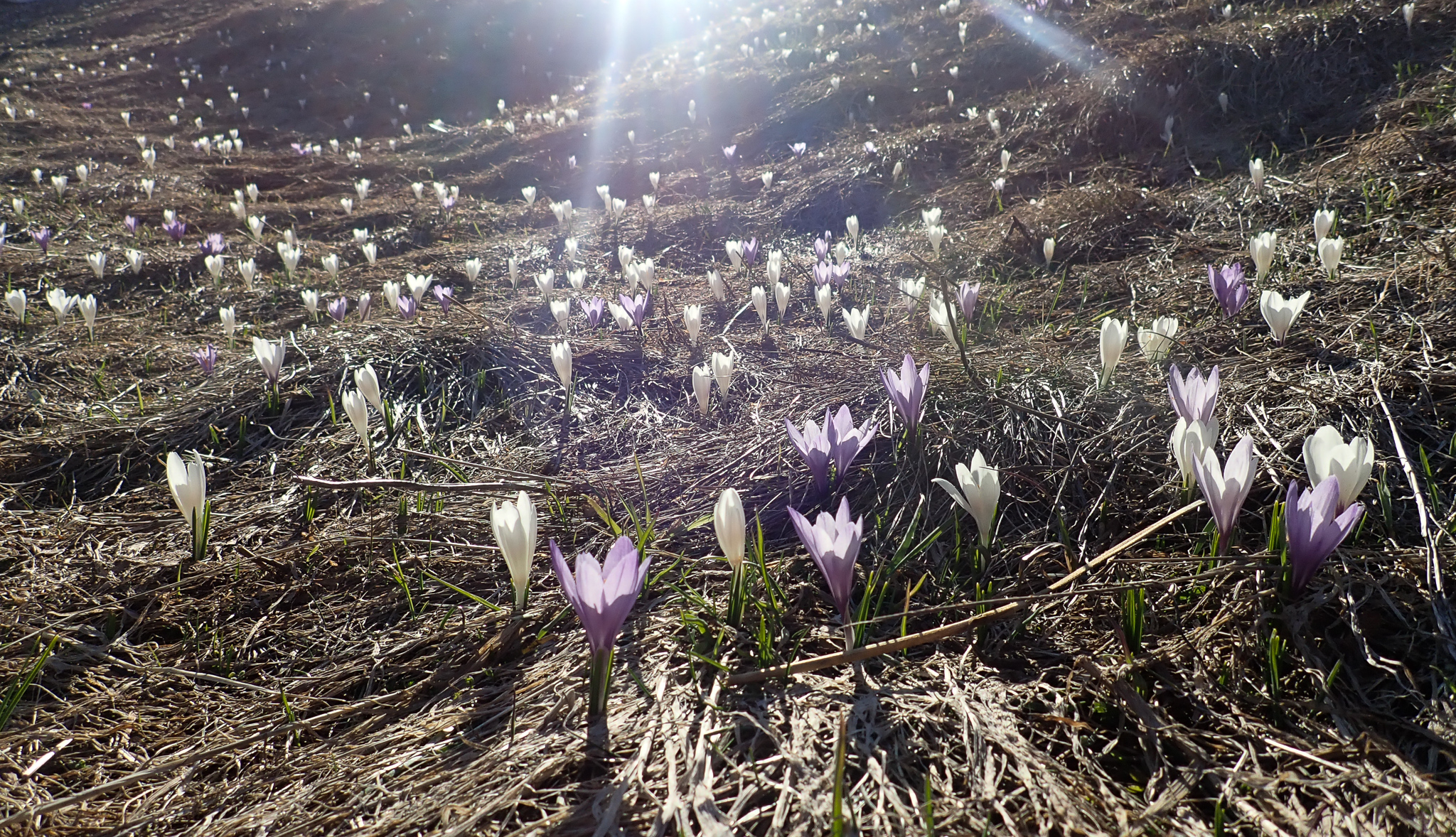 crocus di laura62