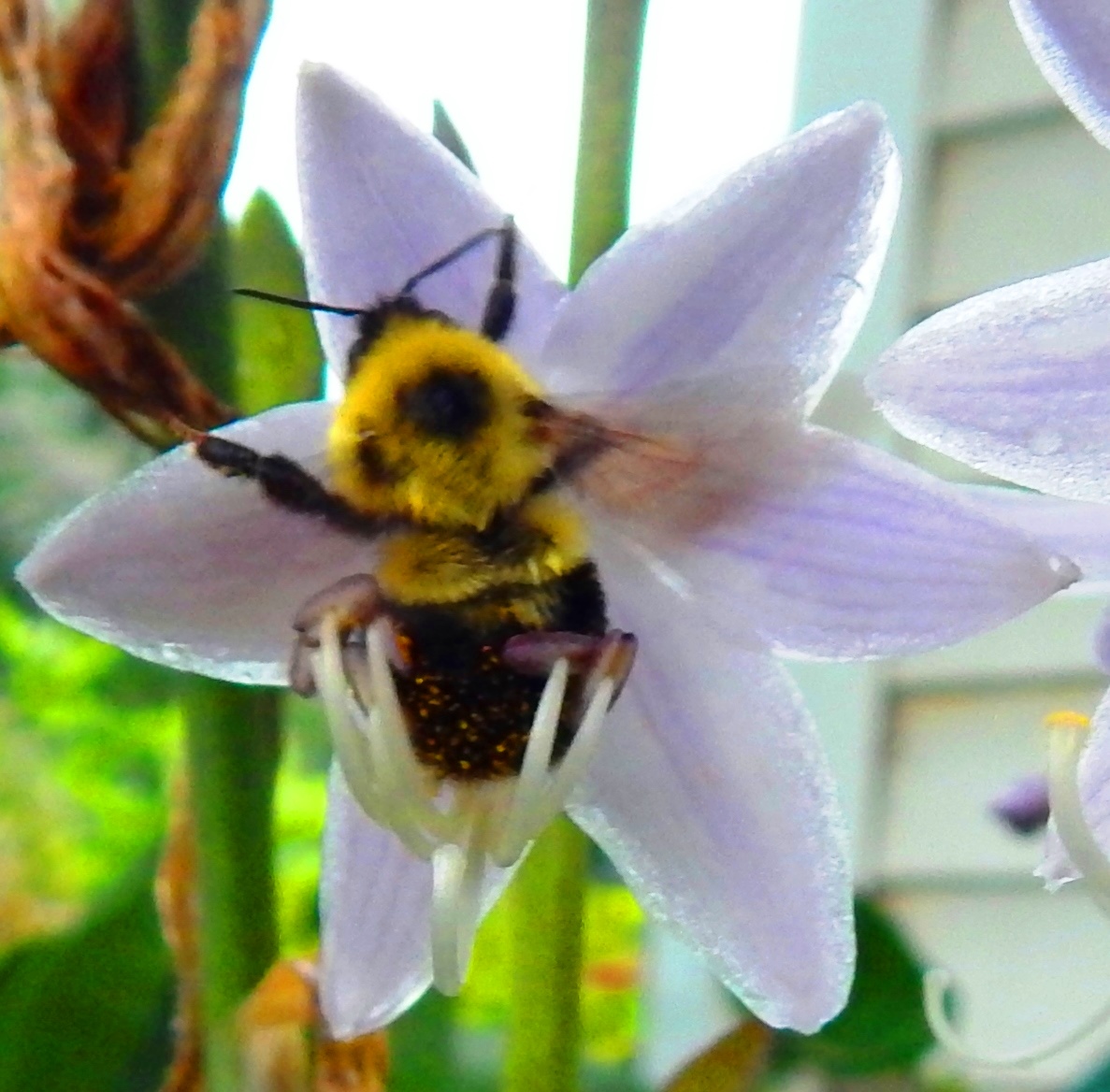 Carpenter Bees