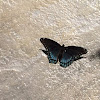 Red-spotted Purple