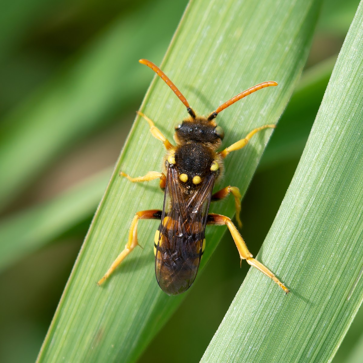 Six-Banded Nomad?