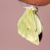 Borboleta-da-couve (Brassica butterfly)